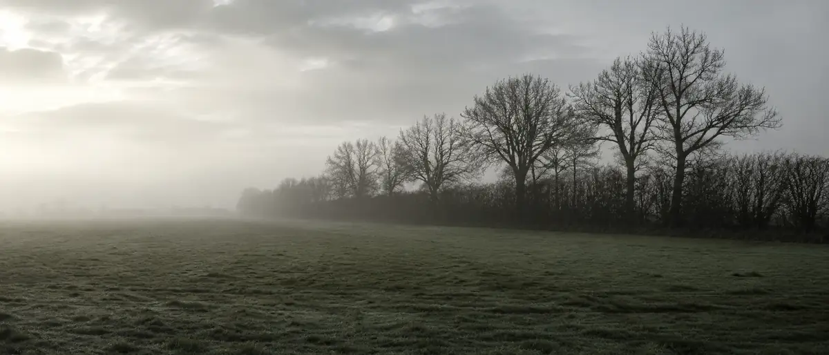 Ochtendmist over een weide met een rij kale bomen langs de rand.